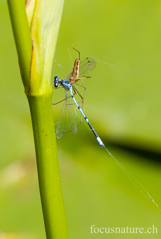 Agrion et araignee 6372.jpg - Agrion jouvencelle piégé par une araignée Tetragnata extensa... (Ermitage, Genève, Suisse, juin 2013)